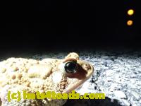 /home//u458753944/public_html/sourcegallery//Roxborough Toad Detour/2013-2019/2016/2016-03-31/P3310508.JPG